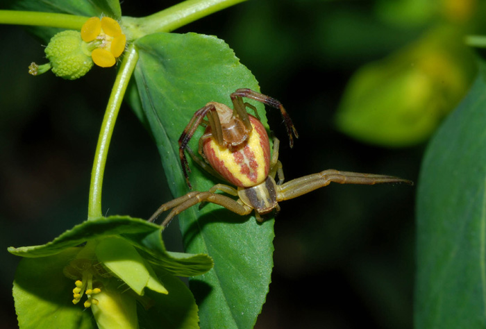 Runcinia grammica